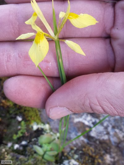 Moraea thomasiae, photographed by Chris Vynbos