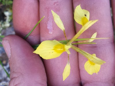 Moraea thomasiae, photographed by Chris Vynbos