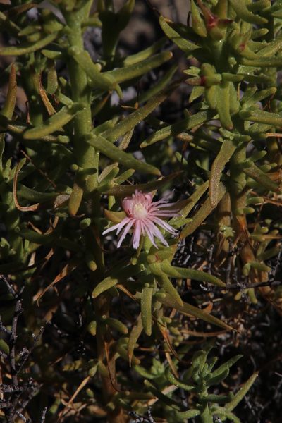 Mesembryanthemum vanheerdei, photographed by Tony Rebelo