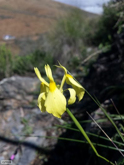 Moraea thomasiae, photographed by Chris Vynbos