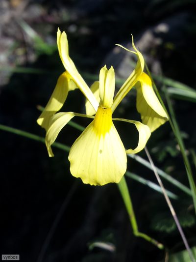 Moraea thomasiae, photographed by Chris Vynbos