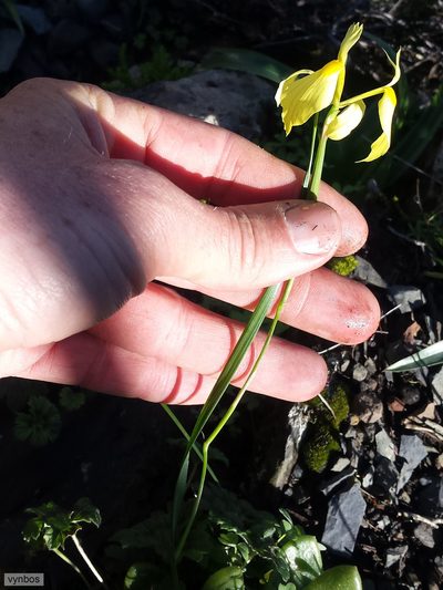 Moraea thomasiae, photographed by Chris Vynbos