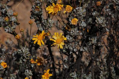Euryops dregeanus, photographed by Tony Rebelo