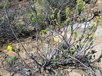 Euryops imbricatus, photographed by Chris Vynbos