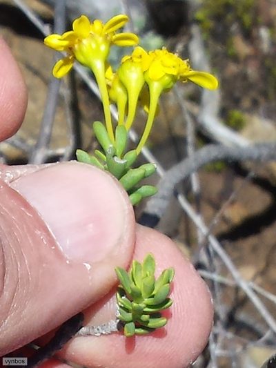 Euryops imbricatus, photographed by Chris Vynbos