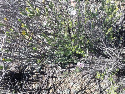 Euryops imbricatus, photographed by Chris Vynbos