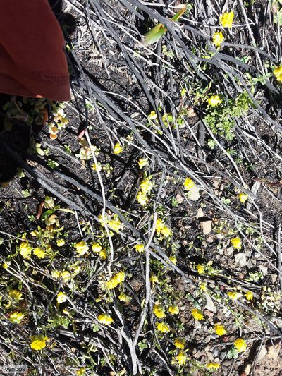 Polycarena aurea, photographed by Chris Vynbos