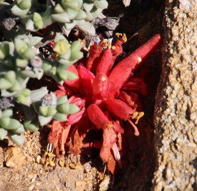Hyobanche rubra, photographed by Tony Rebelo