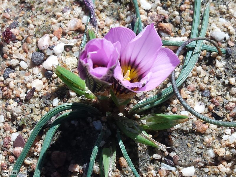 Romulea vlokii, photographed by Chris Vynbos