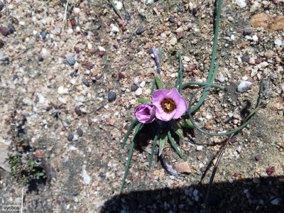 Romulea vlokii, photographed by Chris Vynbos