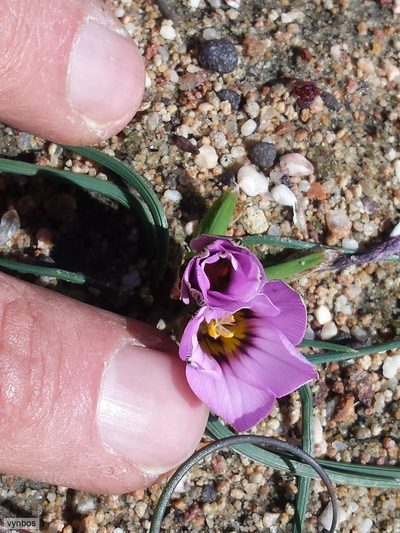 Romulea vlokii, photographed by Chris Vynbos