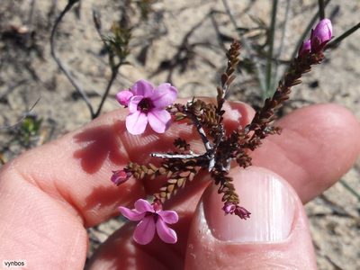 Acmadenia matroosbergensis, photographed by Chris Vynbos