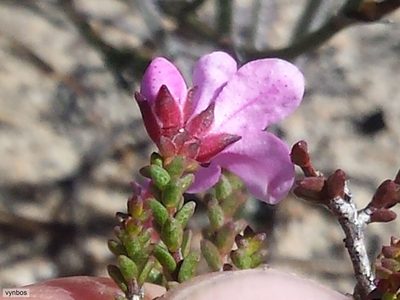 Acmadenia matroosbergensis, photographed by Chris Vynbos