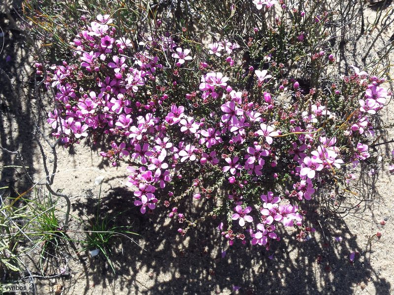Acmadenia matroosbergensis, photographed by Chris Vynbos