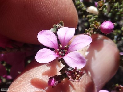 Acmadenia matroosbergensis, photographed by Chris Vynbos