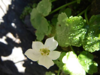 Ranunculus hystriculus, photographed by rickr