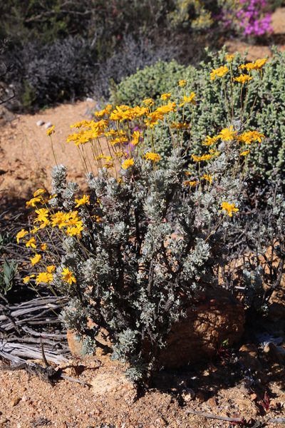 Euryops dregeanus, photographed by Tony Rebelo