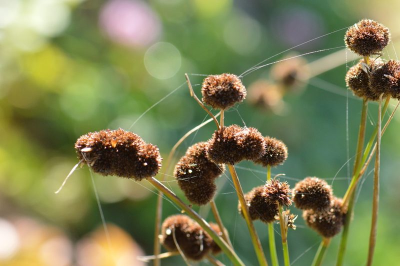 Juncus bolanderi, photographed by David Anderson