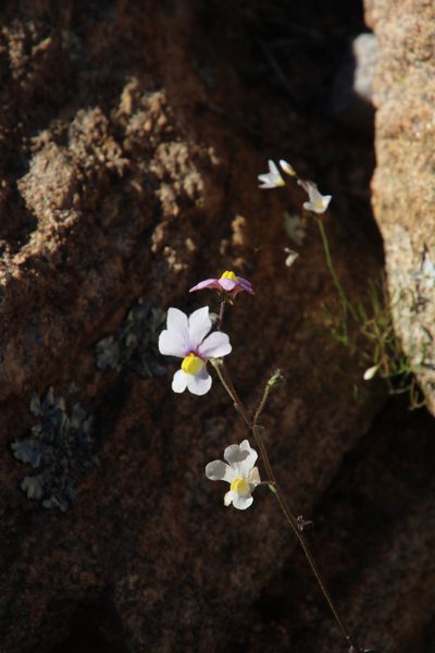 Nemesia versicolor, photographed by Tony Rebelo