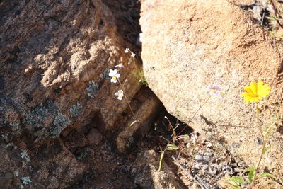 Nemesia versicolor, photographed by Tony Rebelo