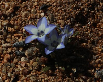 Wahlenbergia acaulis, photographed by Tony Rebelo