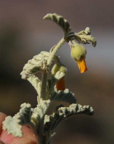 Hermannia amoena, photographed by Tony Rebelo