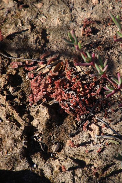 Crassula campestris, photographed by Tony Rebelo