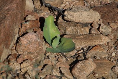 Othonna macrophylla, photographed by Tony Rebelo