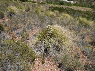 Achyranthemum mucronatum