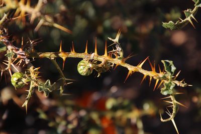 Solanum humile, photographed by Tony Rebelo