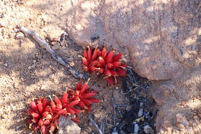 Hyobanche rubra, photographed by Tony Rebelo