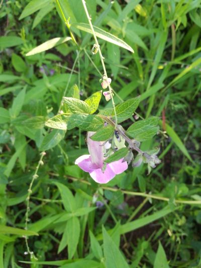 Sesamum sesamoides, photographed by Mattia Menchetti
