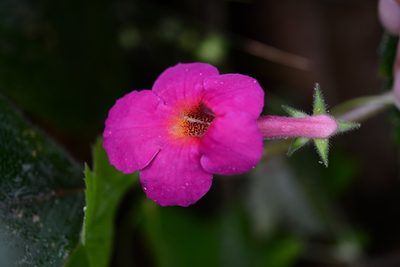 Achimenes skinneri, photographed by Neptalí Ramírez Marcial