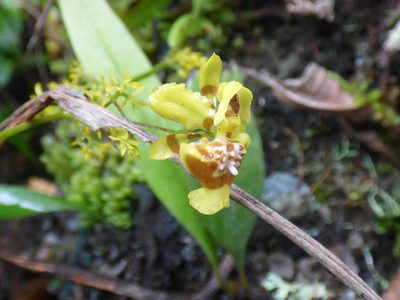 Oncidium adelaidae, photographed by Daniel van der Post