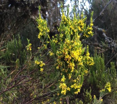 Hypericum juniperinum, photographed by Andrew J. Crawford