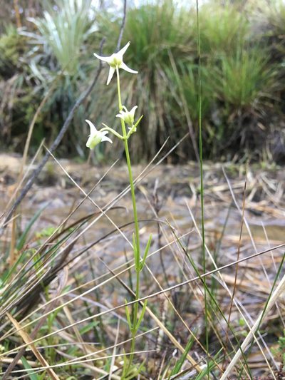Halenia major, photographed by Andrew J. Crawford