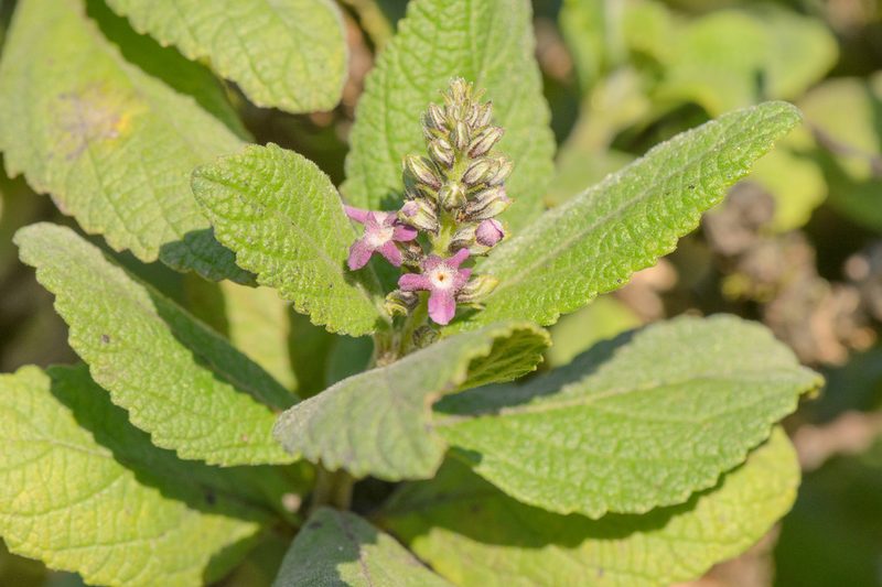 Coelocarpum haggierense, photographed by Morten Ross