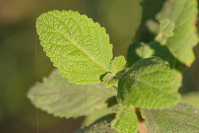 Coelocarpum haggierense, photographed by Morten Ross
