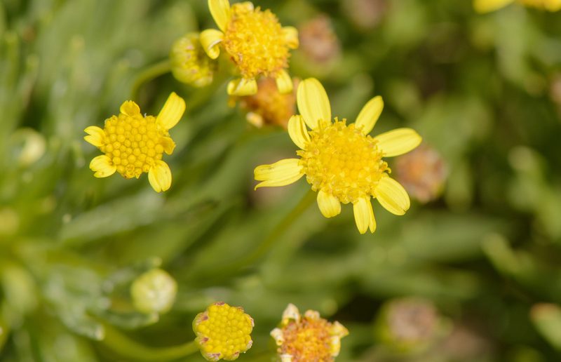 Euryops arabicus, photographed by Morten Ross