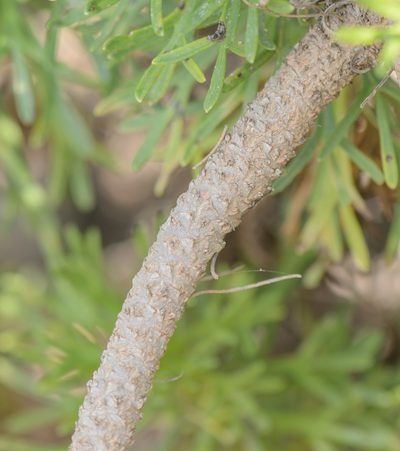Euryops arabicus, photographed by Morten Ross