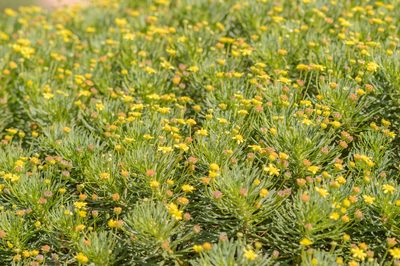 Euryops arabicus, photographed by Morten Ross