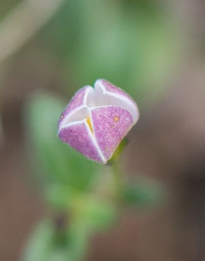 Oldenlandia balfourii, photographed by Morten Ross