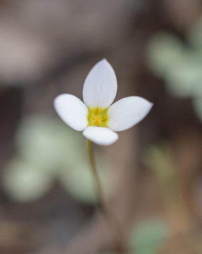 Oldenlandia balfourii, photographed by Morten Ross