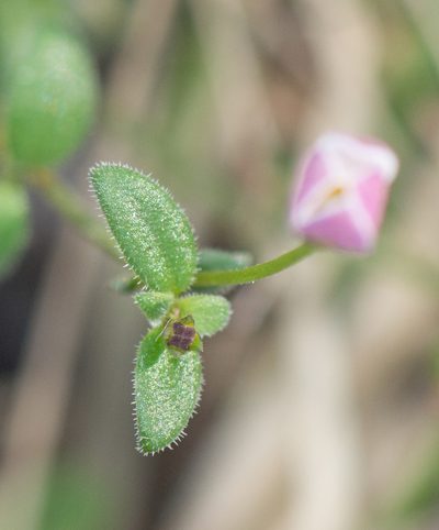 Oldenlandia balfourii, photographed by Morten Ross
