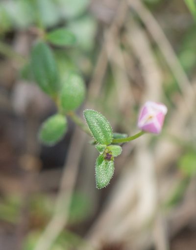 Oldenlandia balfourii, photographed by Morten Ross