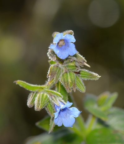 Trichodesma microcalyx, photographed by Morten Ross