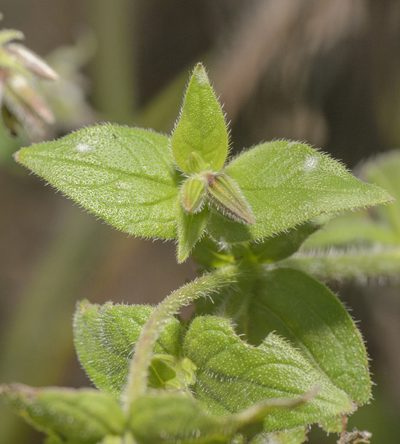 Trichodesma microcalyx, photographed by Morten Ross