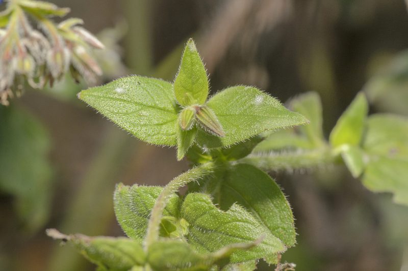 Trichodesma microcalyx, photographed by Morten Ross