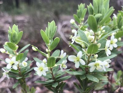 Phyllanthus calycinus, photographed by Ann Bentley