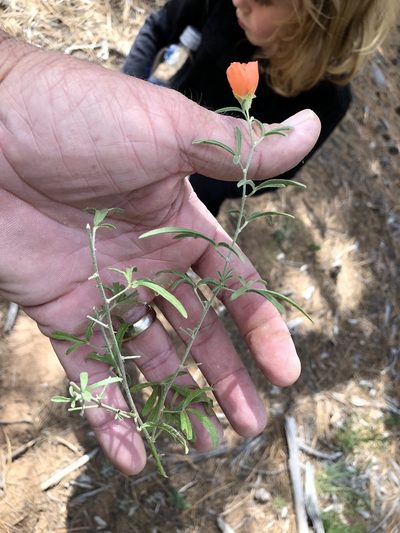 Sphaeralcea digitata, photographed by CK2AZ